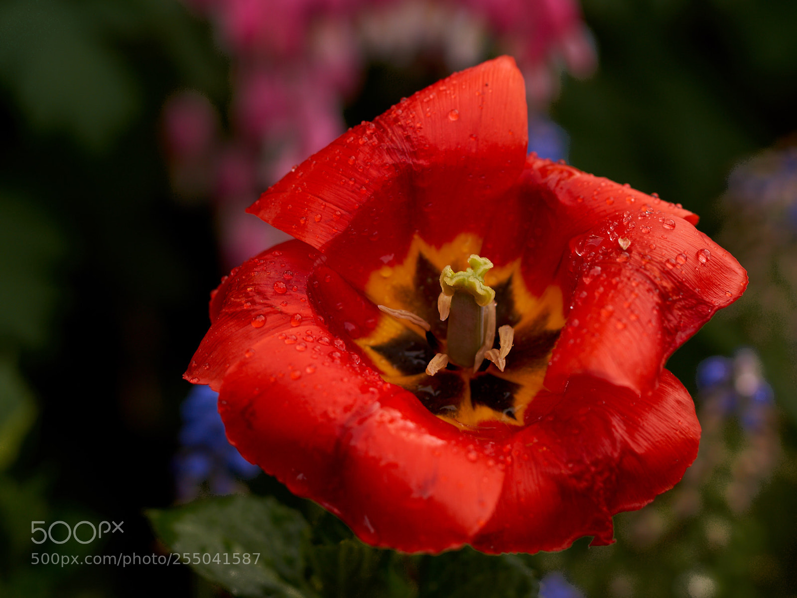 Sony SLT-A65 (SLT-A65V) sample photo. Red tulip with raindrops photography