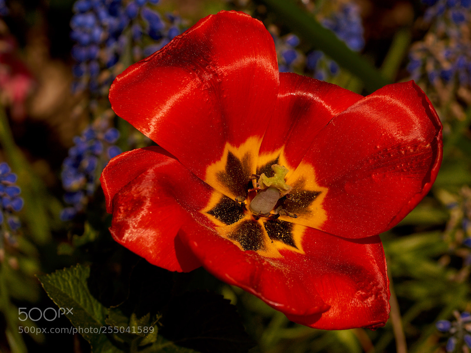 Sony SLT-A65 (SLT-A65V) sample photo. Red tulip before rain photography