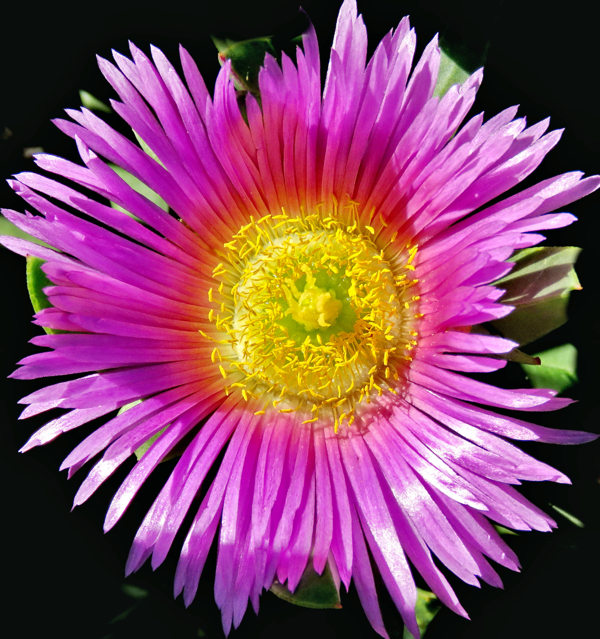 Canon PowerShot SX60 HS sample photo. A purple dandelion flower photography