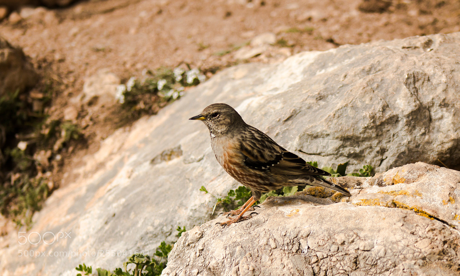Canon EOS 70D sample photo. Alpine accentor photography