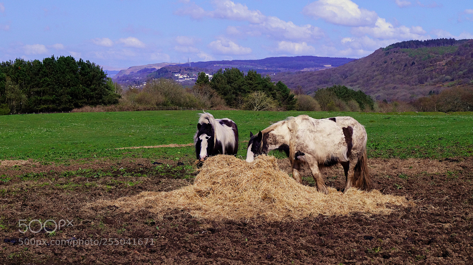 Sony SLT-A58 sample photo. Two horses photography