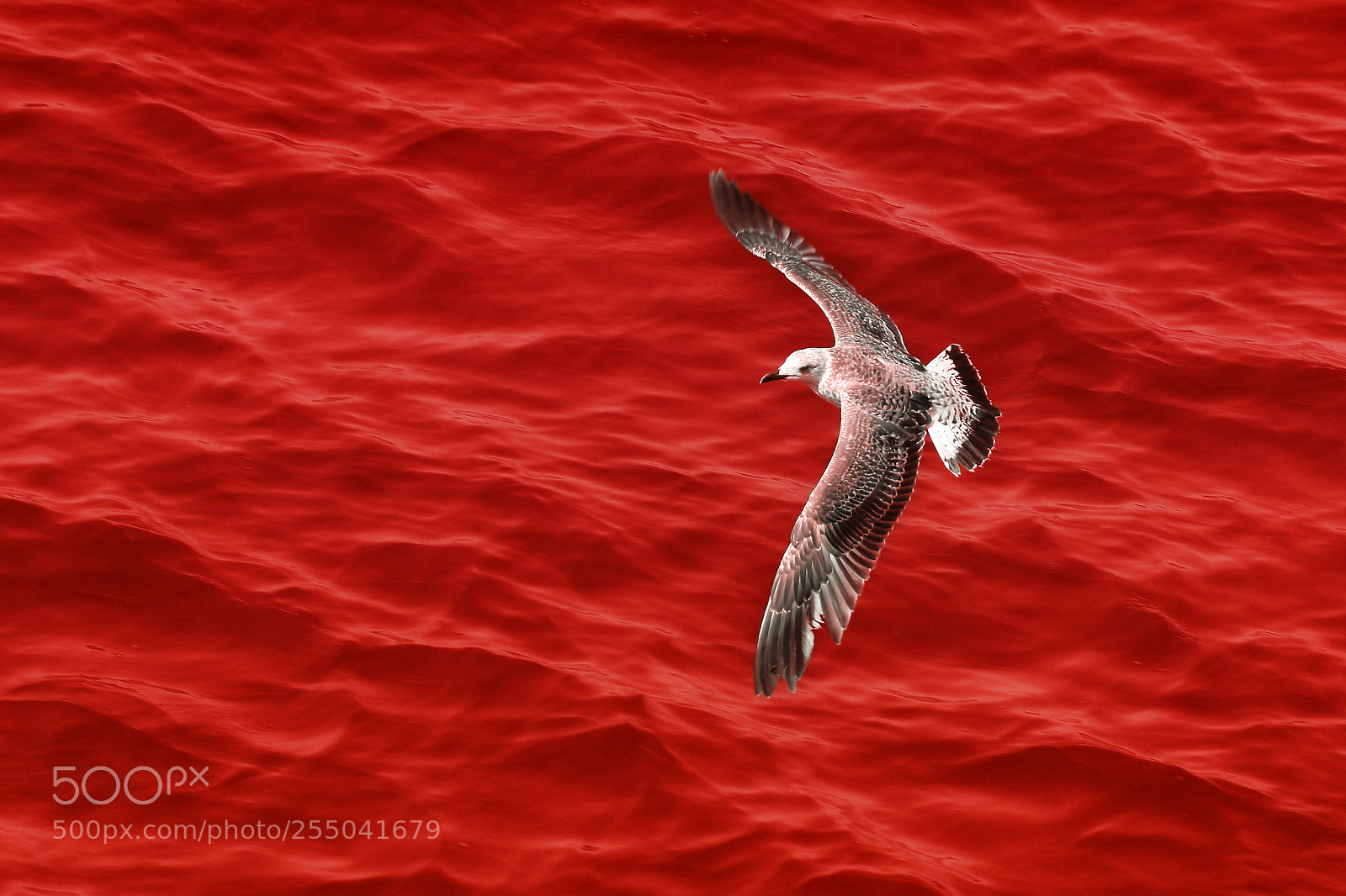 Canon EOS 30D sample photo. Redsea photography