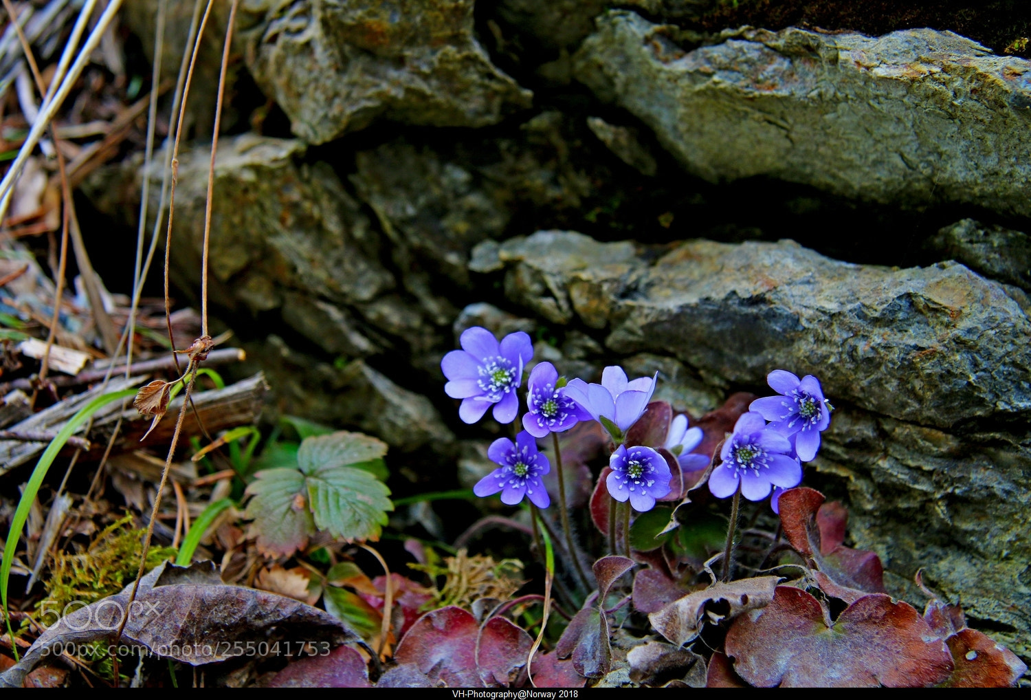 Canon EOS 70D sample photo. First wild flowers this photography