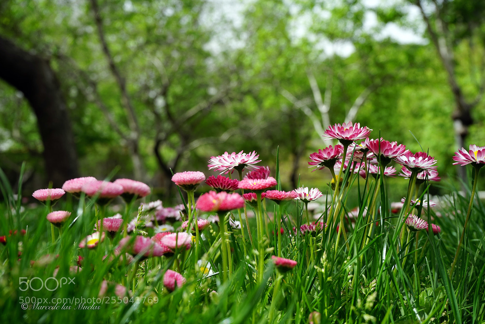 Sony a7R sample photo. Parque del buen retiro photography