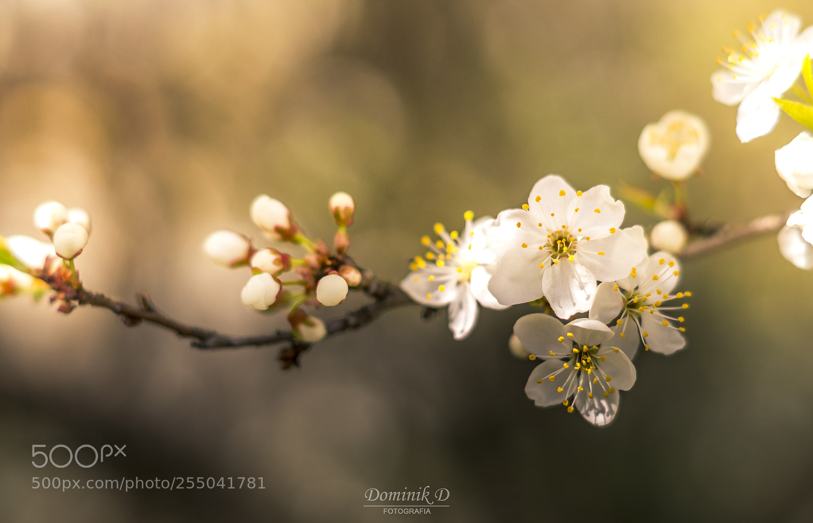 Sony SLT-A58 sample photo. Plum blossom photography