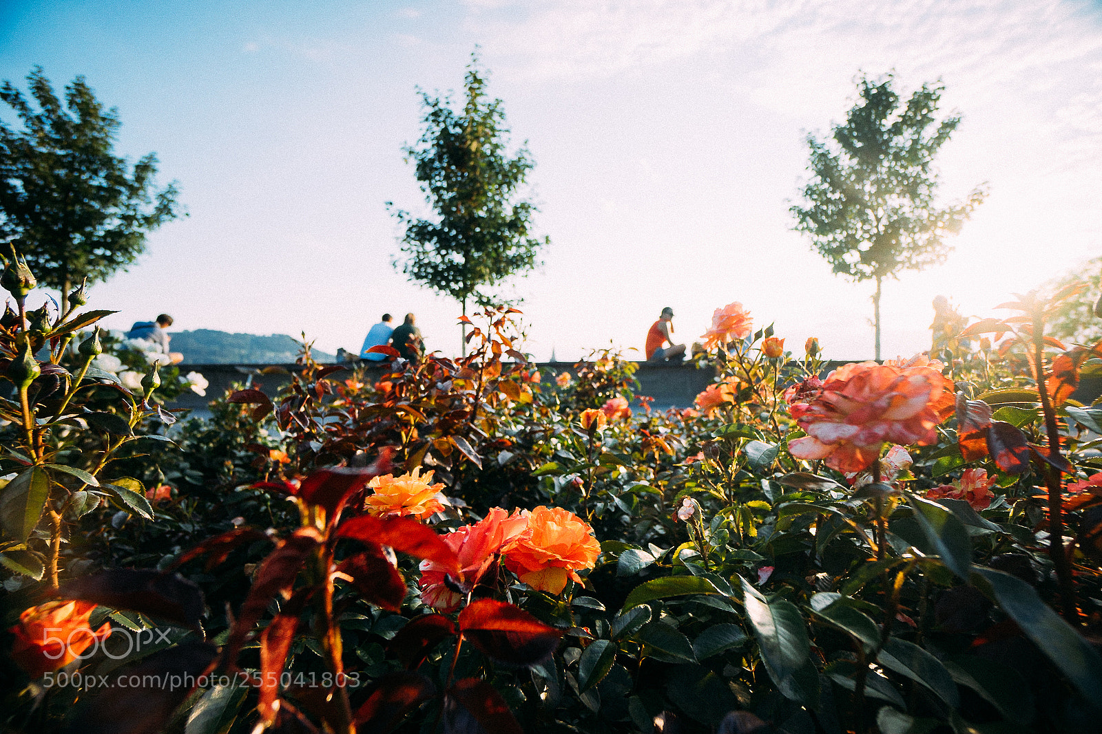 Sony a7 sample photo. Bern rose garden photography
