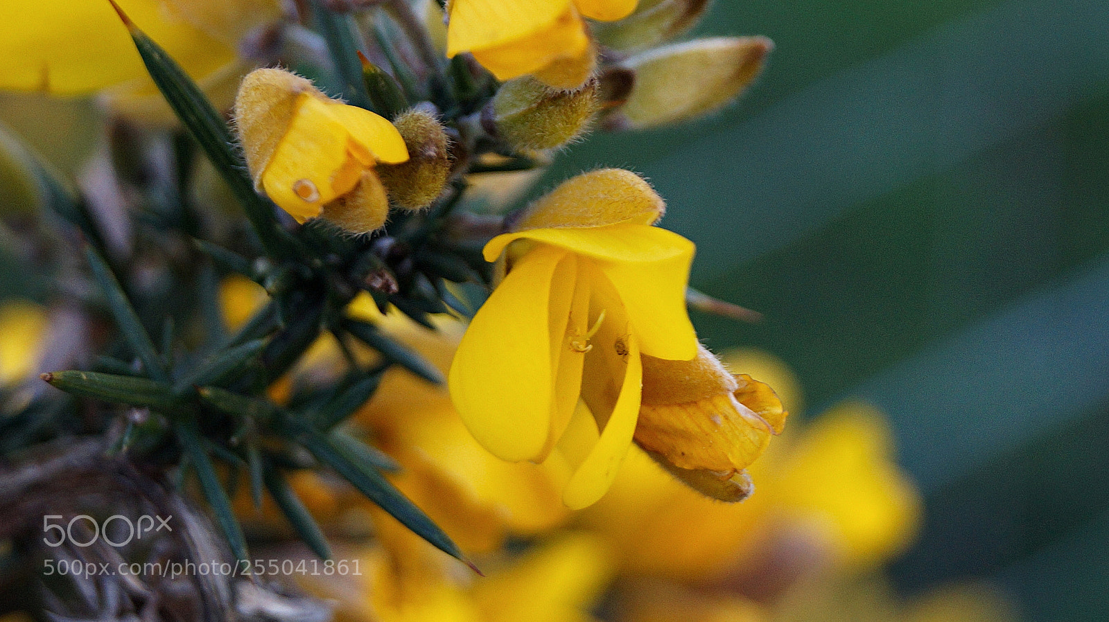 Sony SLT-A58 sample photo. Yellow wild flower photography