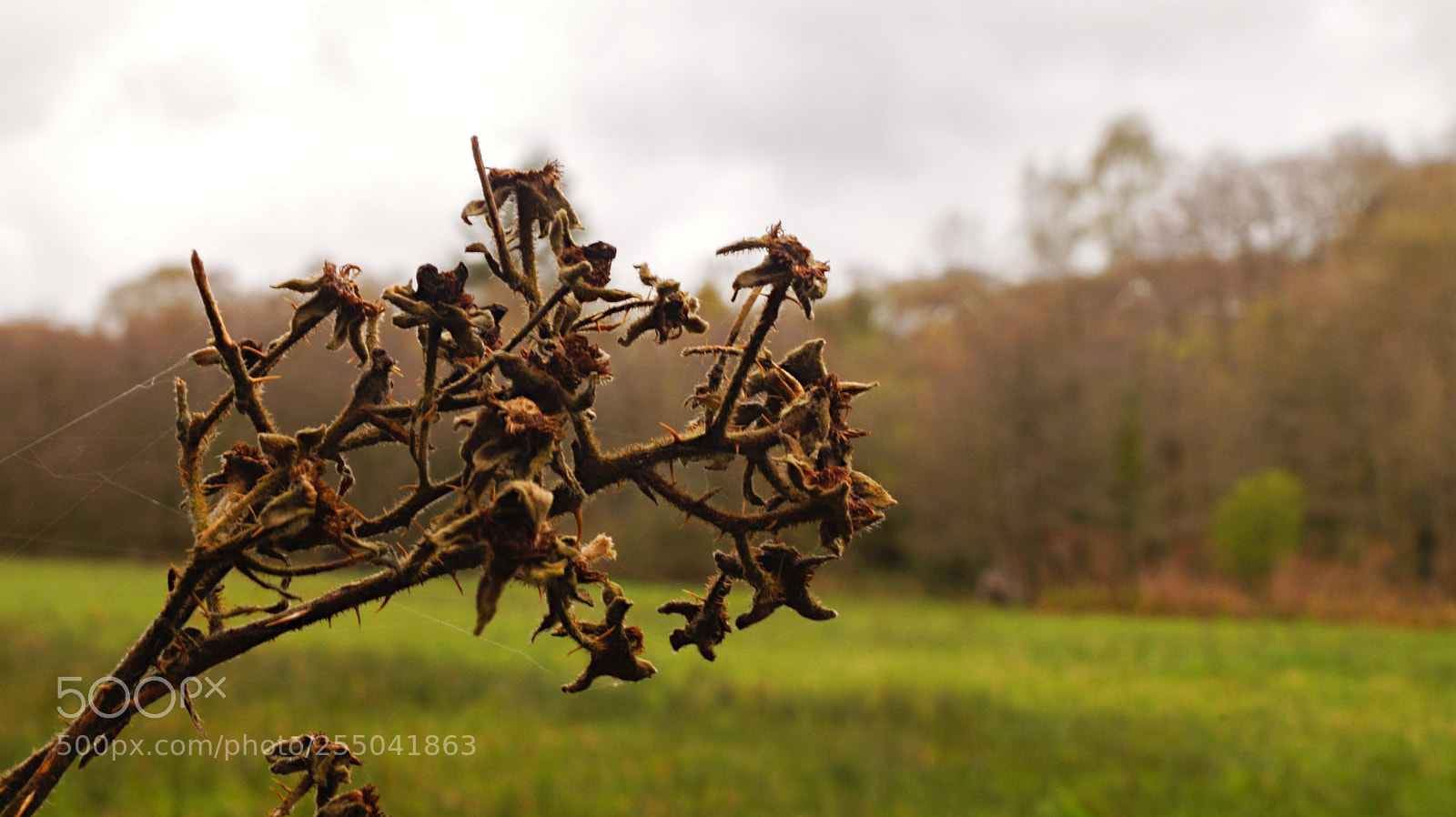 Sony SLT-A58 sample photo. Spring  beginnings photography