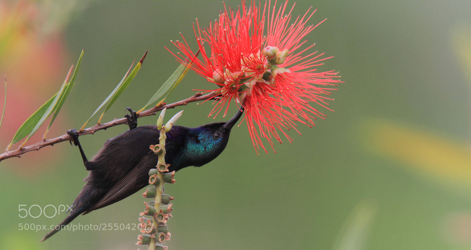 Canon EOS 7D sample photo. The palestine sunbird ... photography