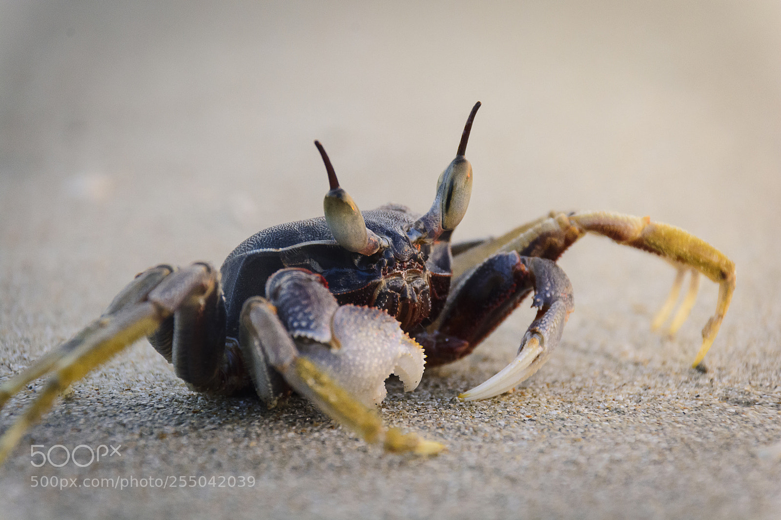 Nikon D7100 sample photo. The is crab photography