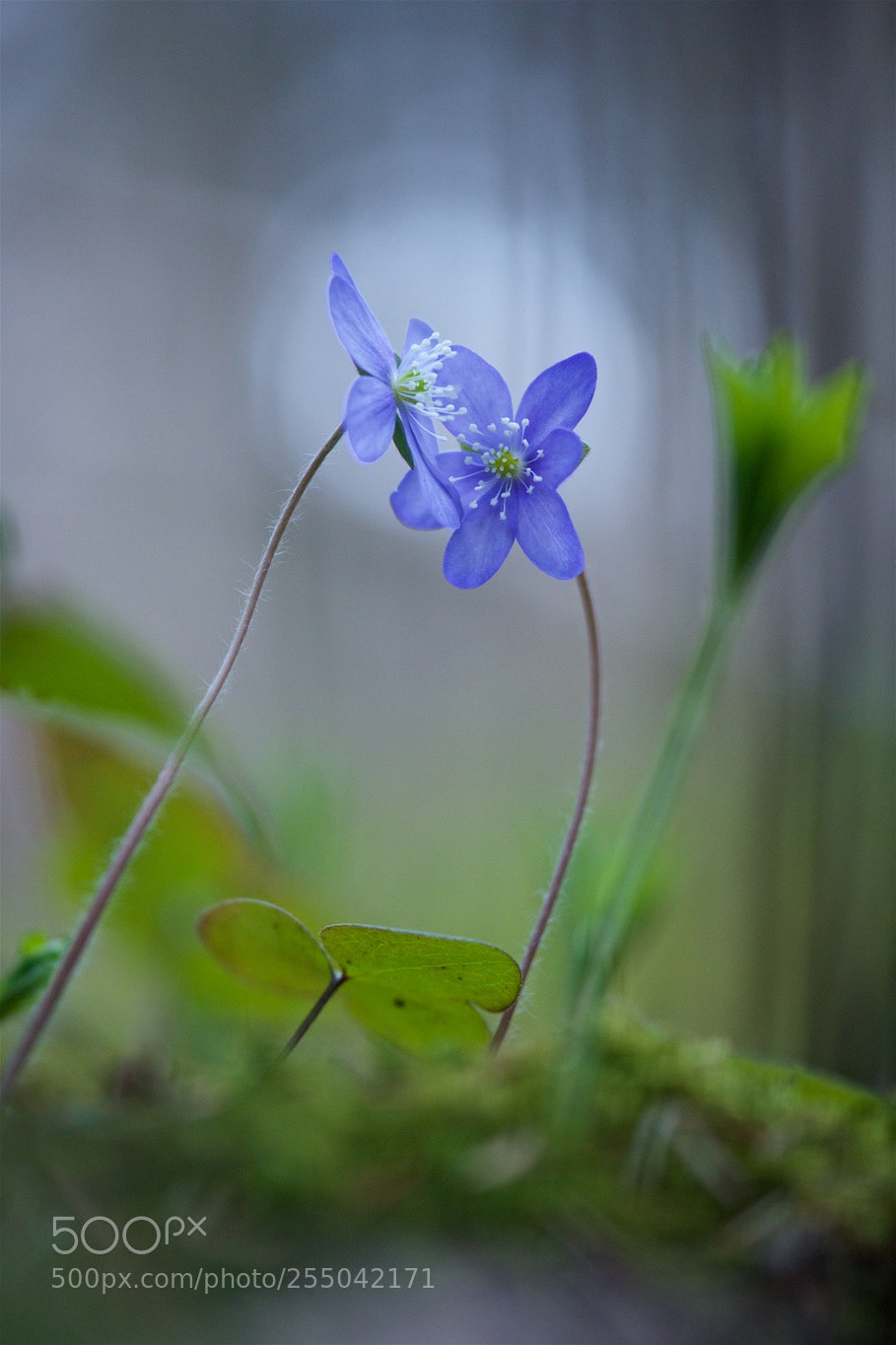 Nikon D810 sample photo. Together... photography