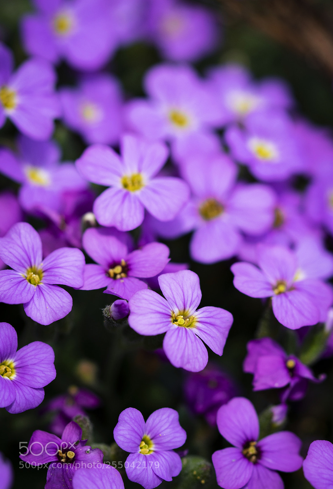 Nikon D5500 sample photo. A group of small photography