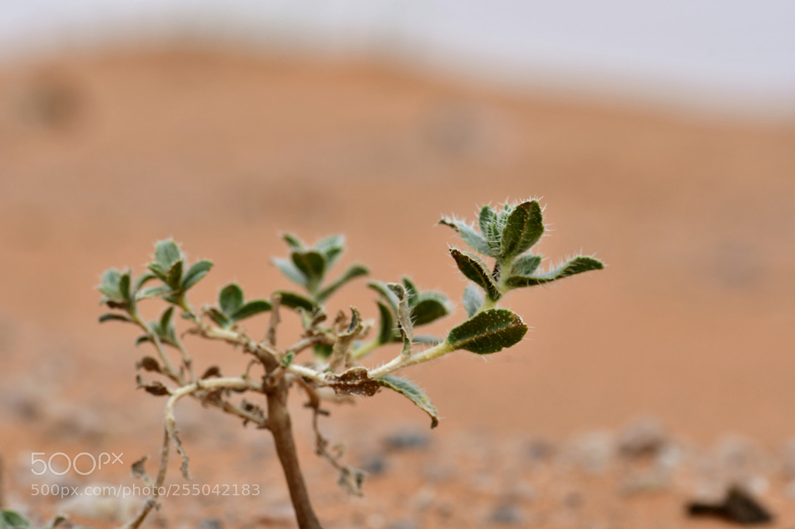 Nikon D500 sample photo. Desert scenes photography