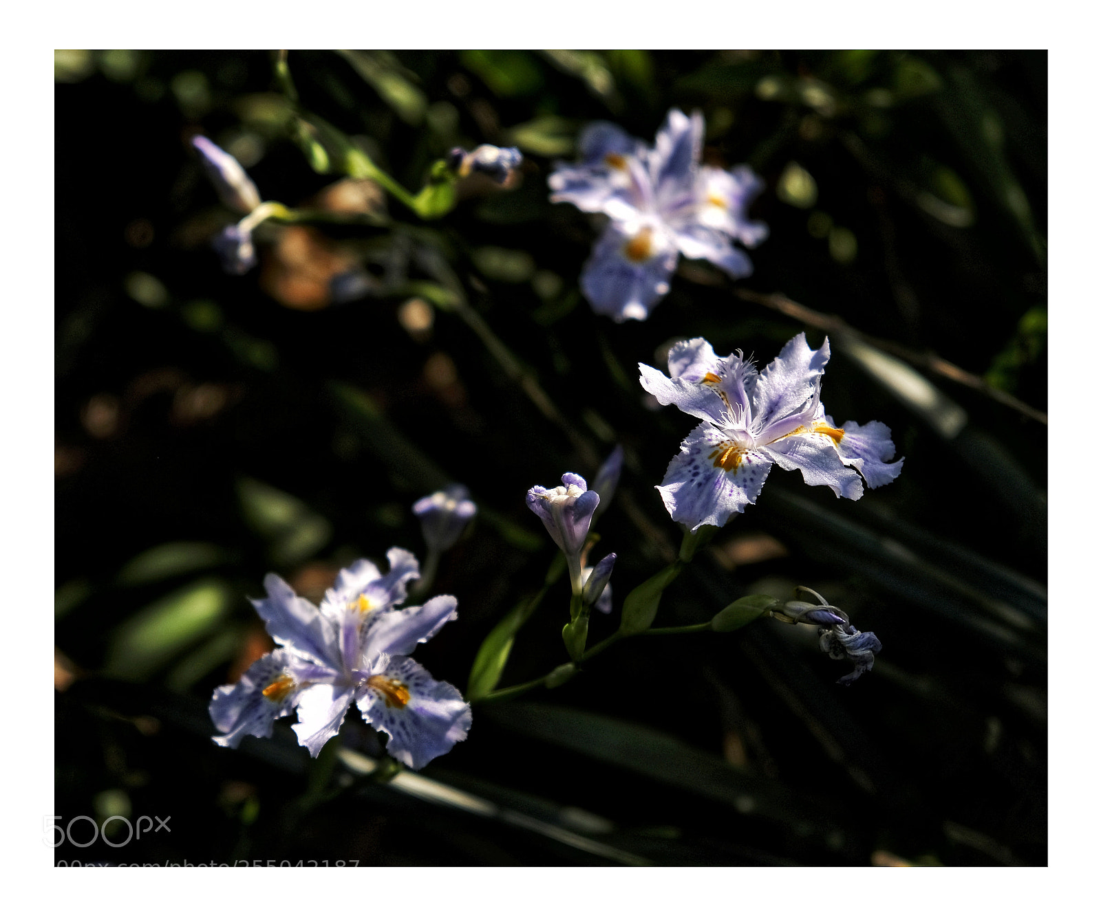 Fujifilm X-T20 sample photo. 花 photography