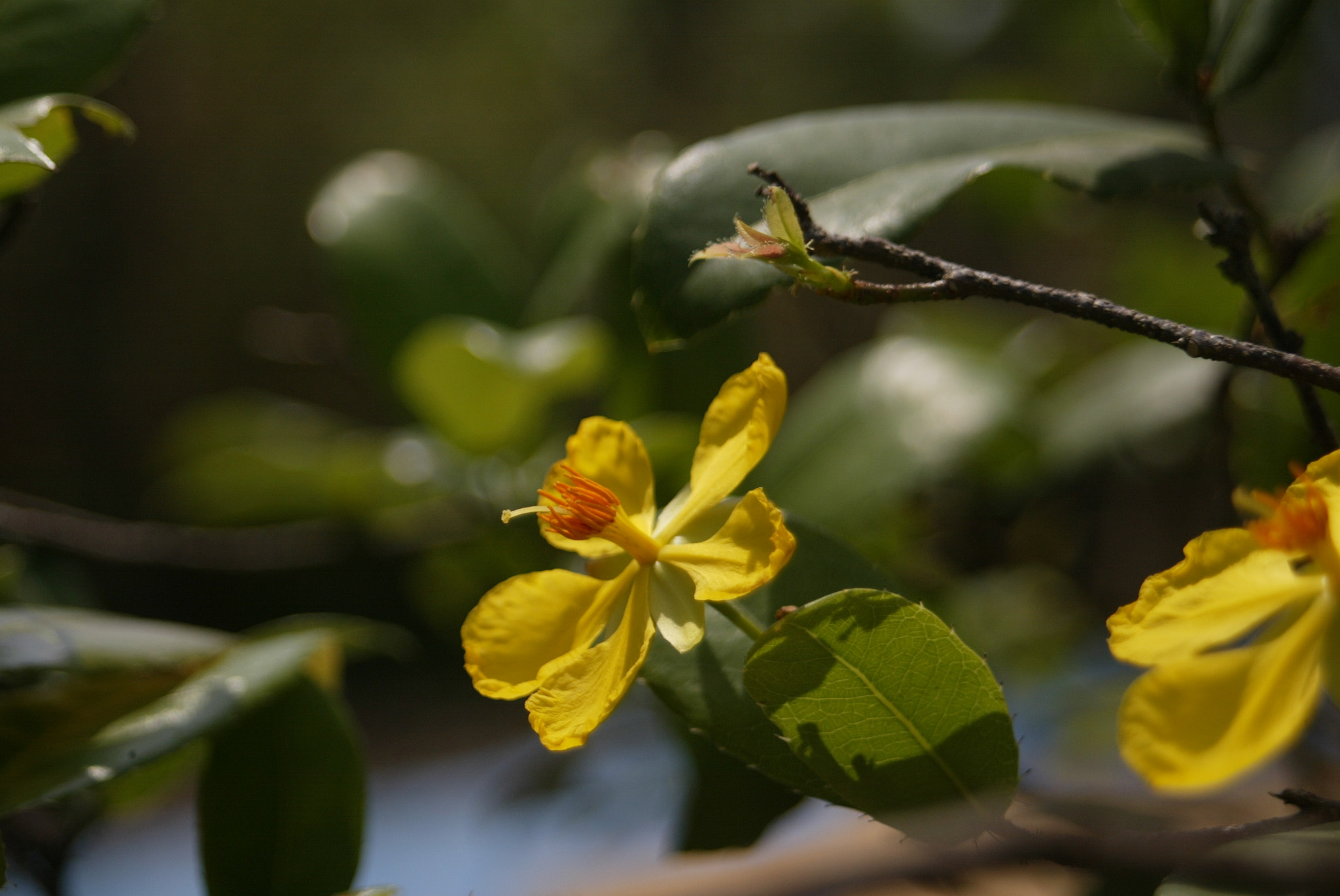 Canon EF 35-80mm f/4-5.6 sample photo