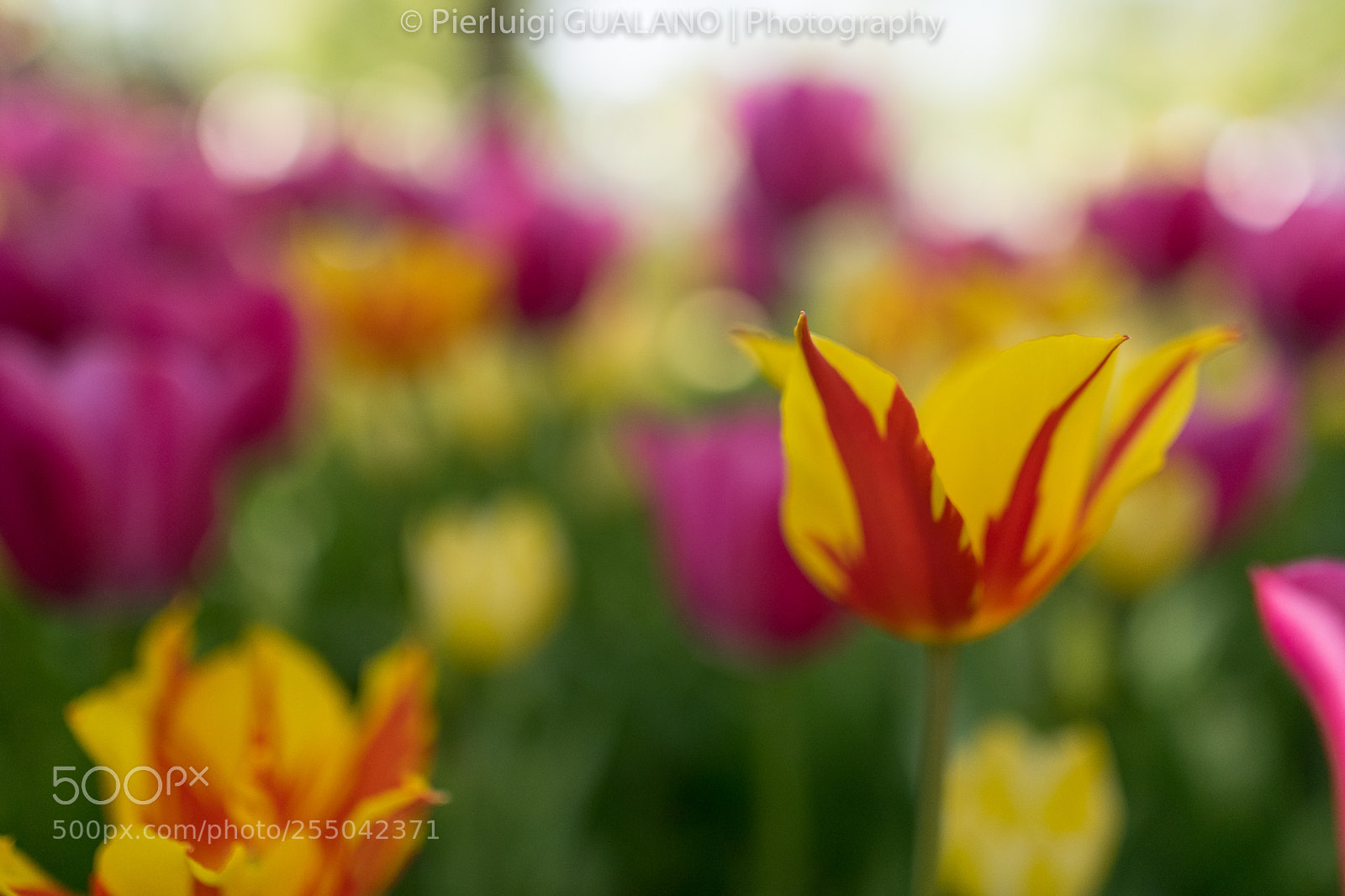 Nikon D850 sample photo. Tulips photography