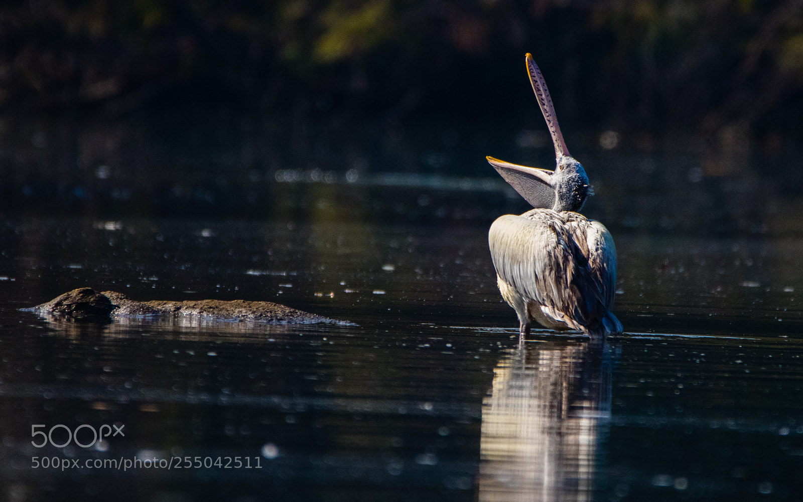 Canon EOS 80D sample photo. Pelican photography