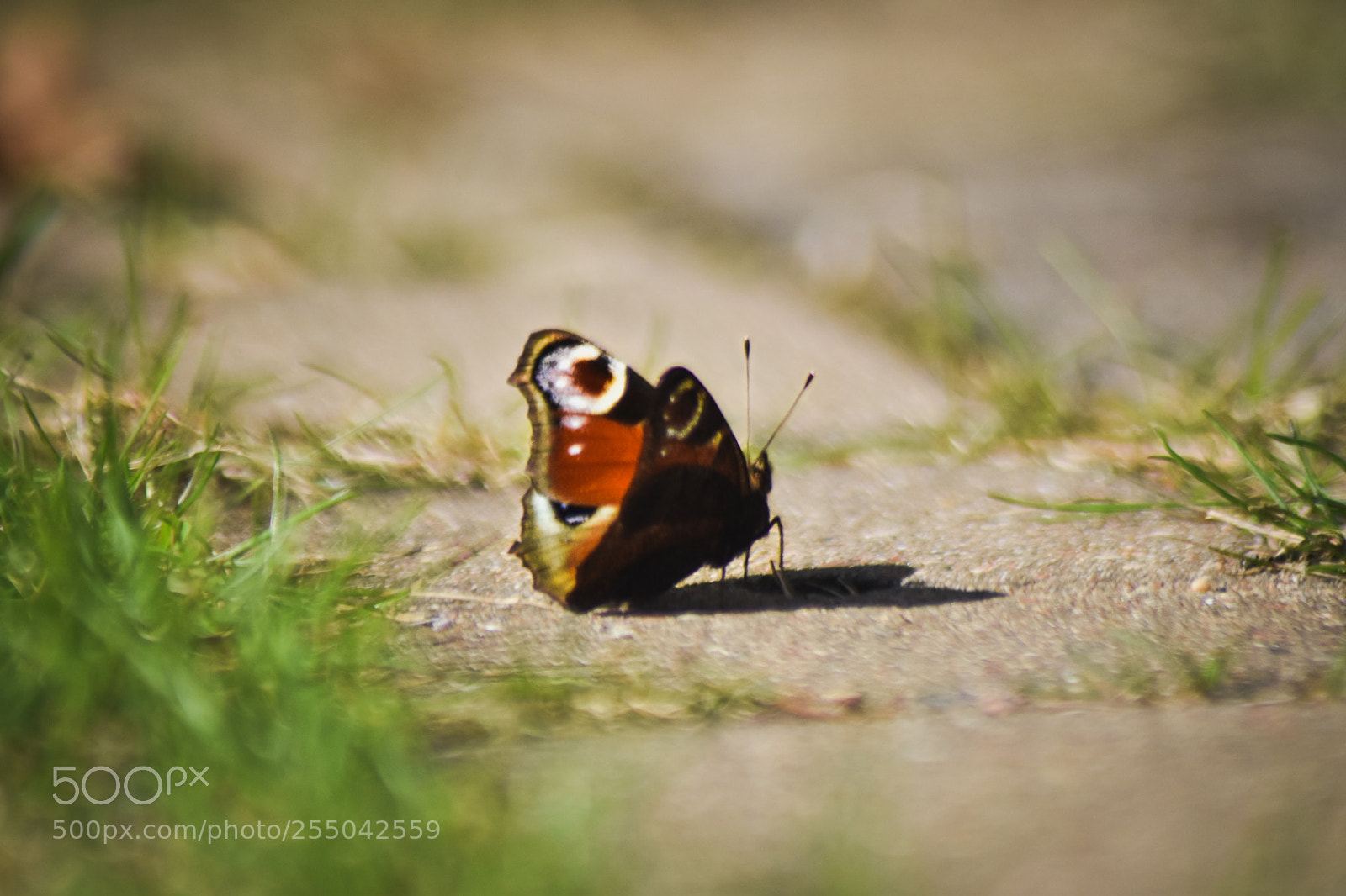 Nikon D5500 sample photo. Butterfly photography