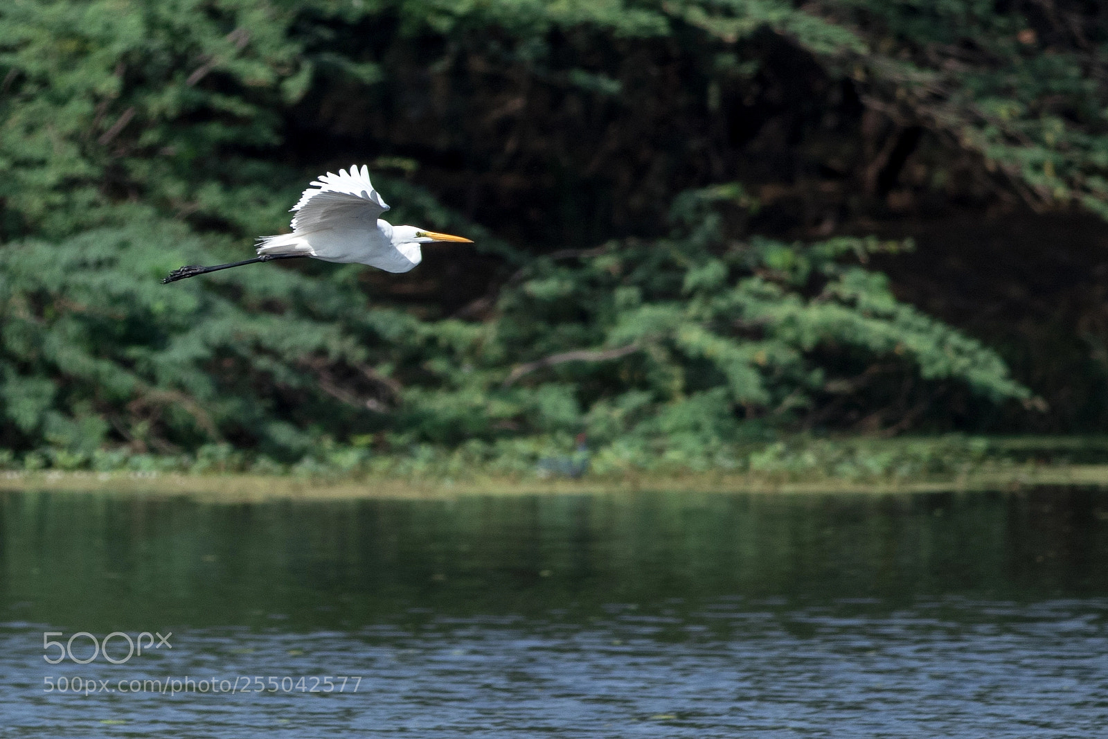 Canon EOS 80D sample photo. Mid flight photography