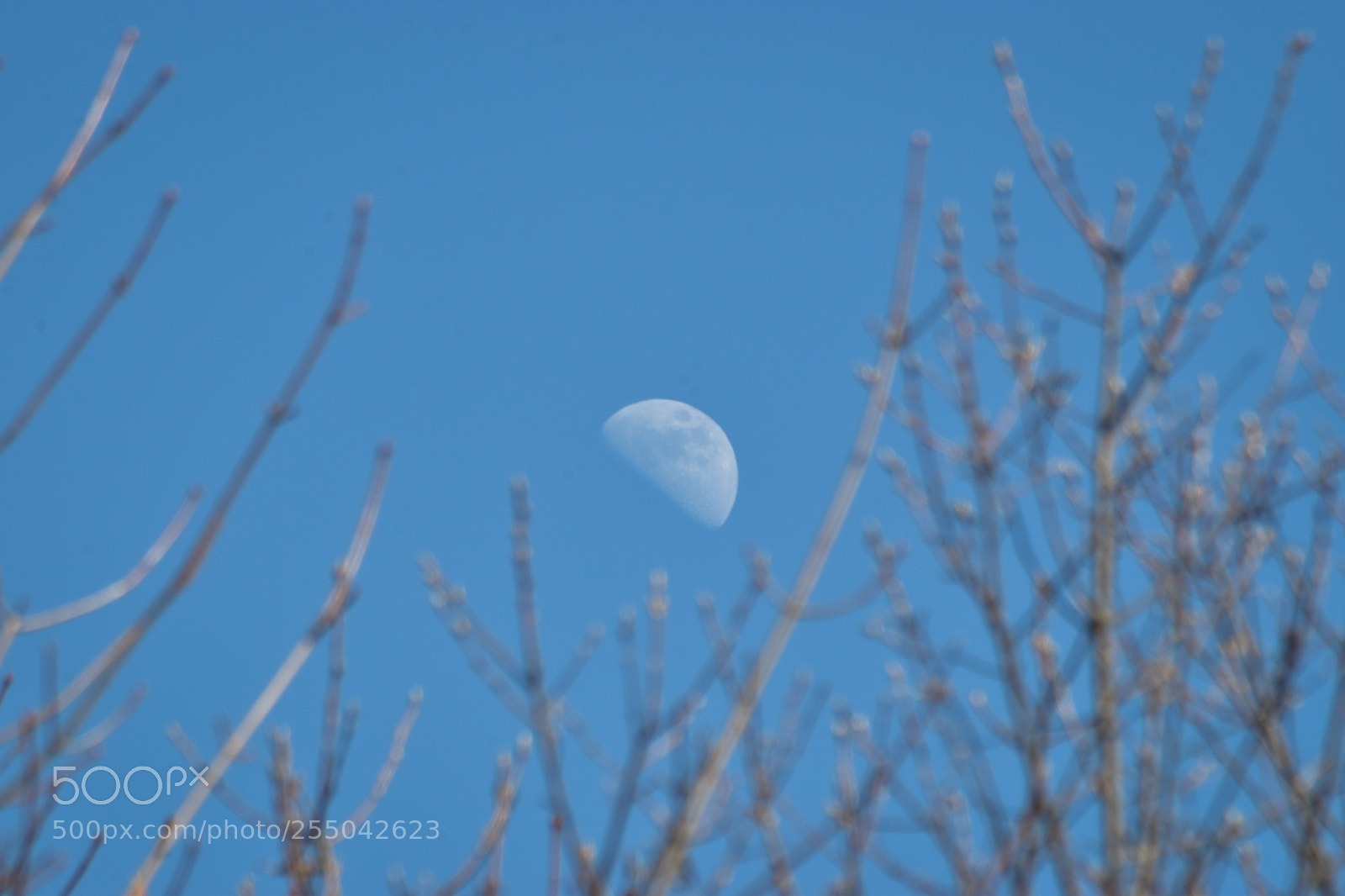 Nikon D5500 sample photo. Q photography