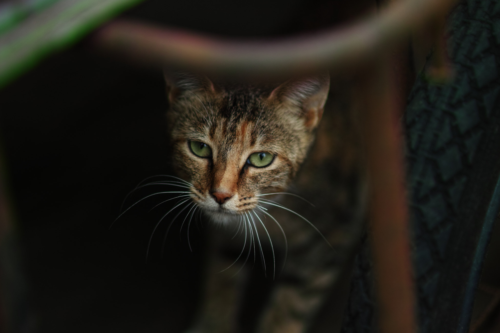 Sigma 85mm F1.4 EX DG HSM sample photo. Cat every day photography