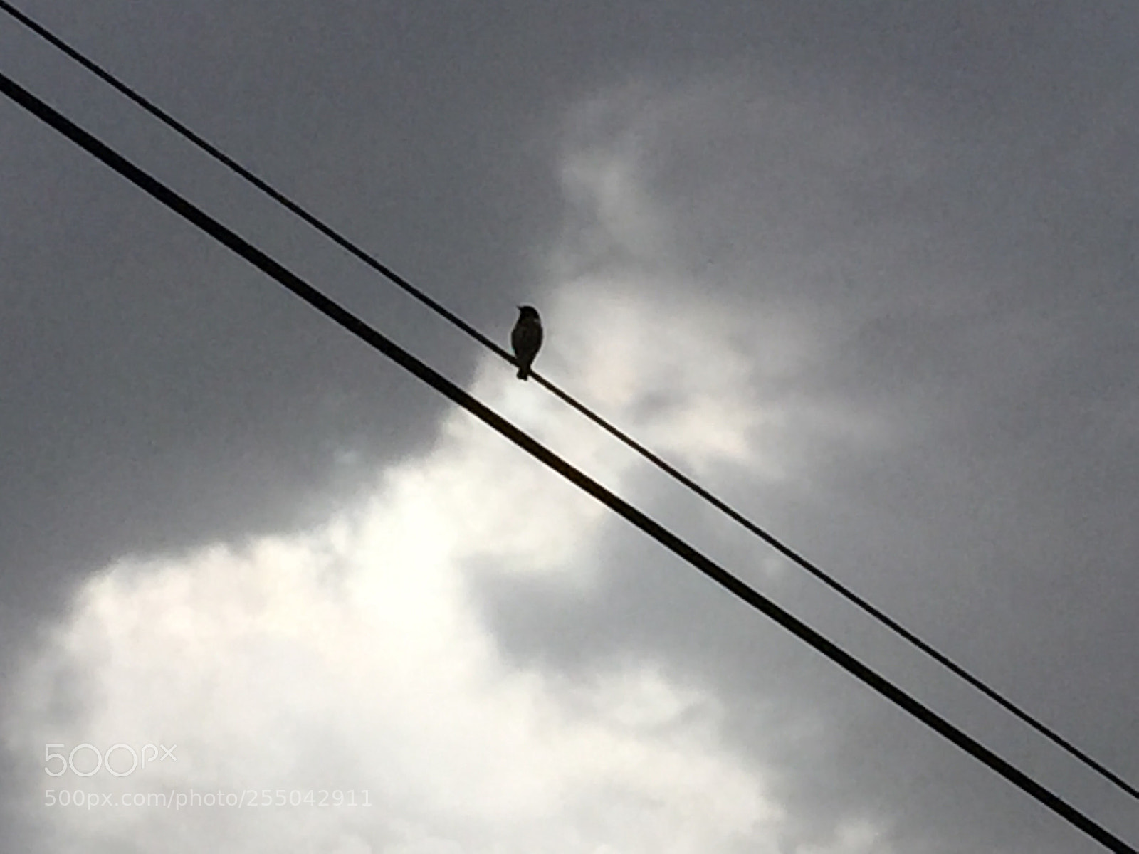 Apple iPhone 6 sample photo. Untitled photography