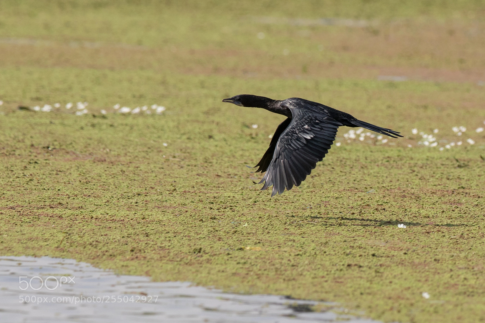 Canon EOS 80D sample photo. Cormorant mid flight photography