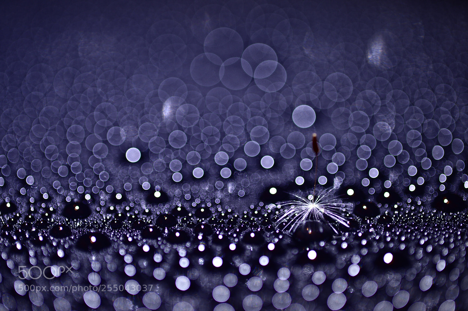 Nikon Df sample photo. Bokeh photography