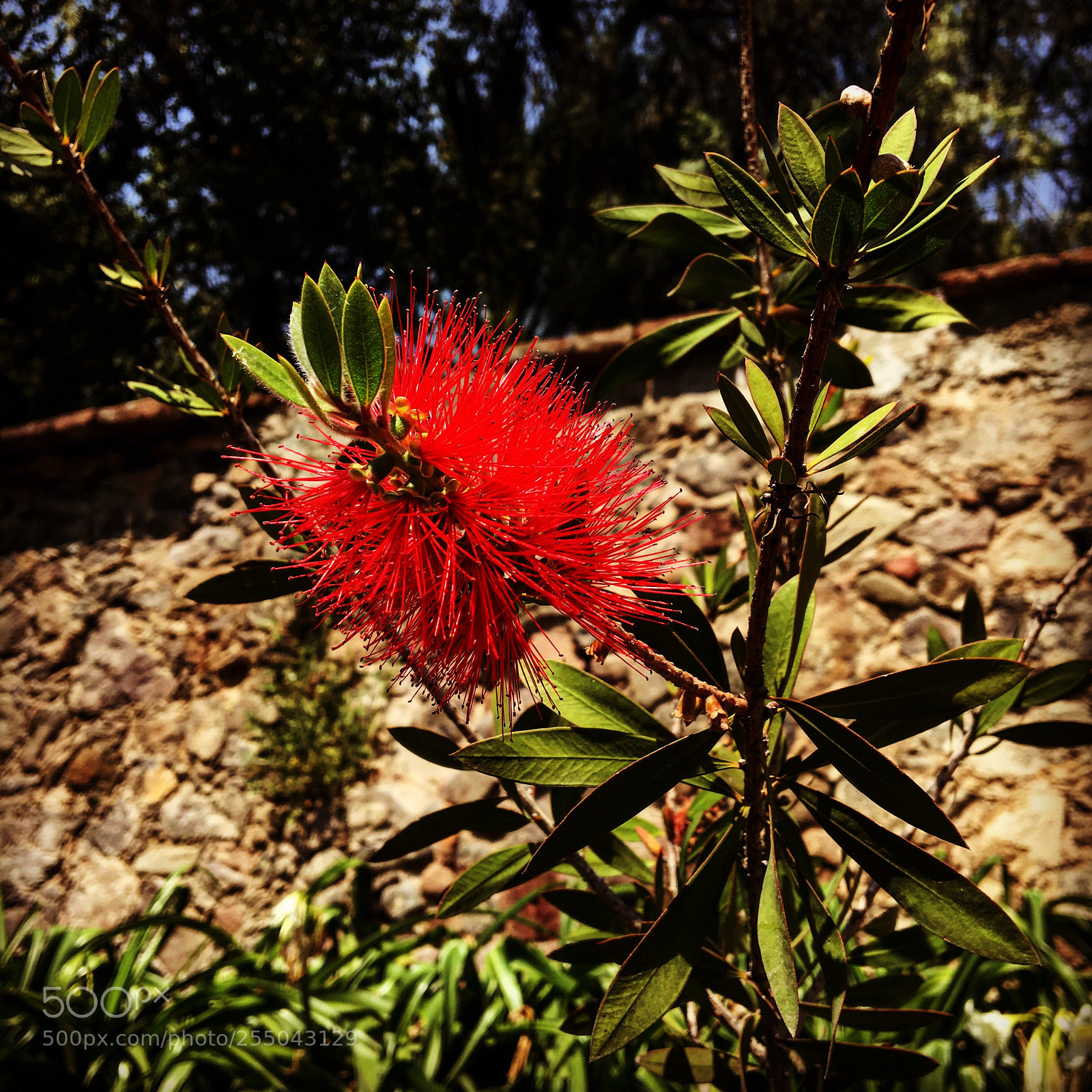 Apple iPhone 6s sample photo. Untitled photography