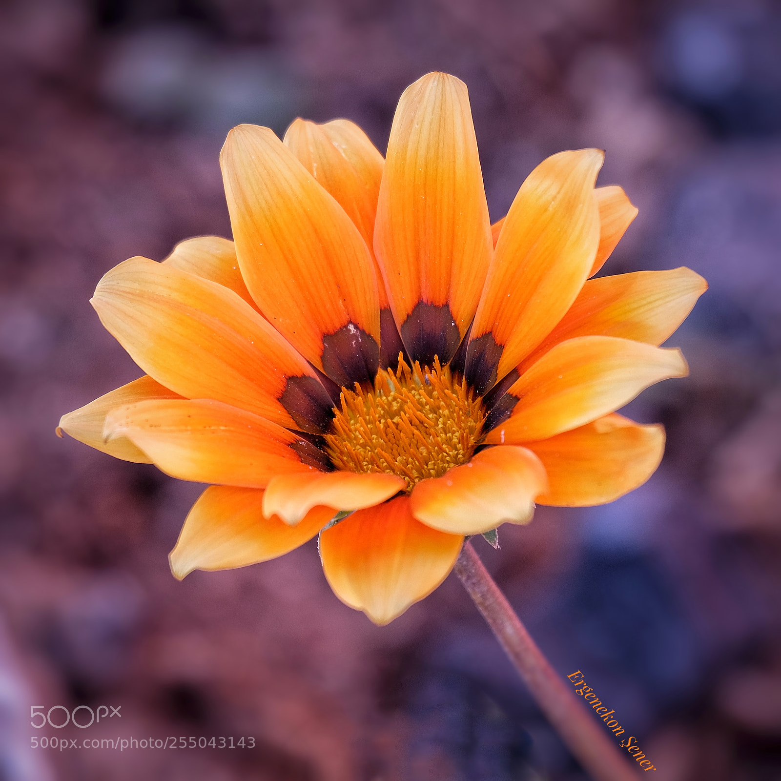 Fujifilm X-T10 sample photo. Untitled photography