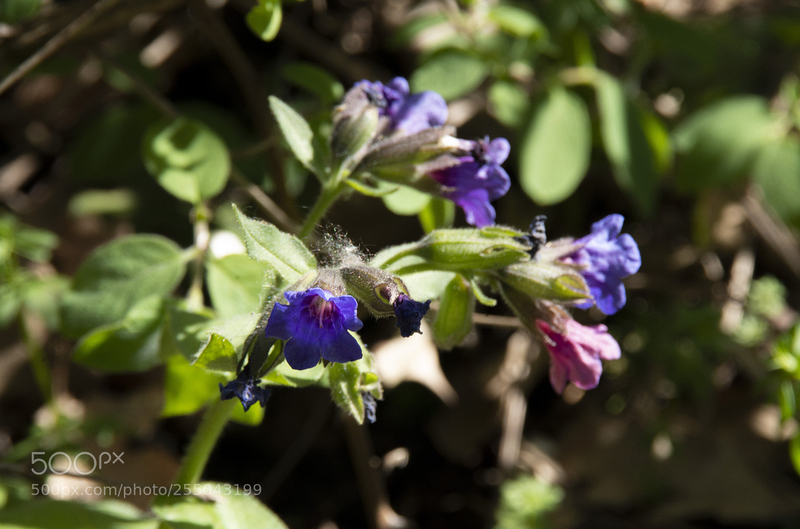 Pentax K-30 sample photo. Fiori di campagna photography