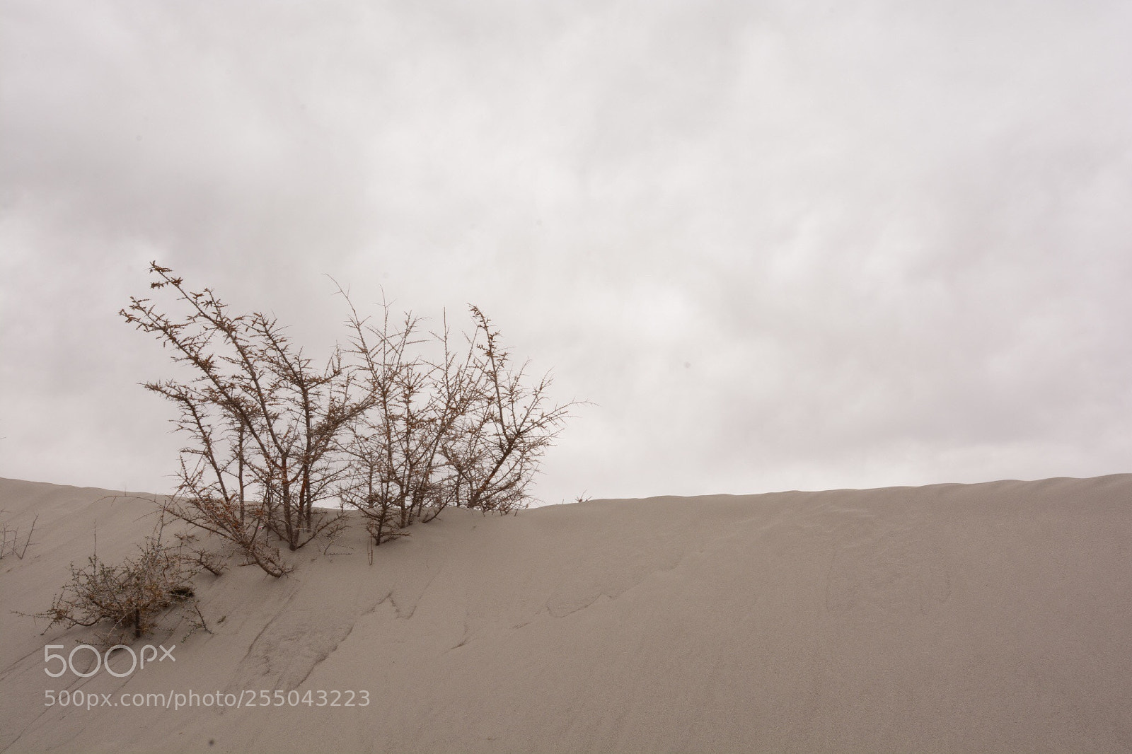 Nikon D7100 sample photo. Dry life photography