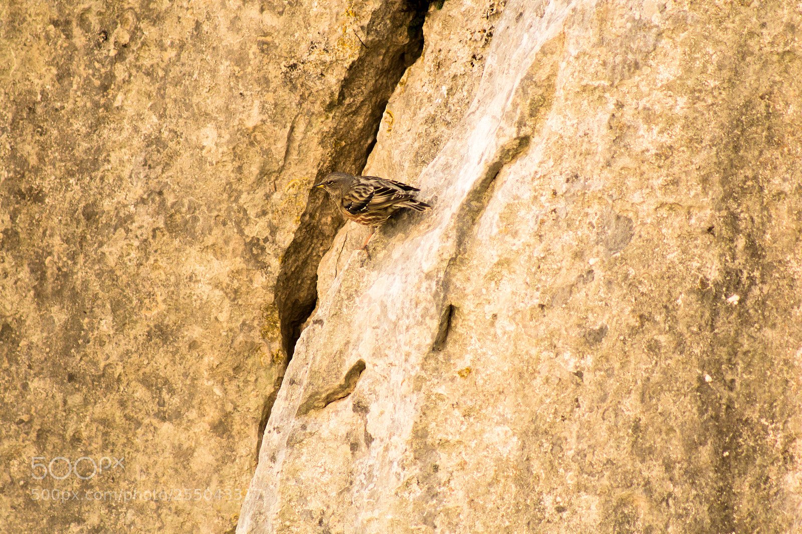 Canon EOS 70D sample photo. Alpine accentor 2 photography