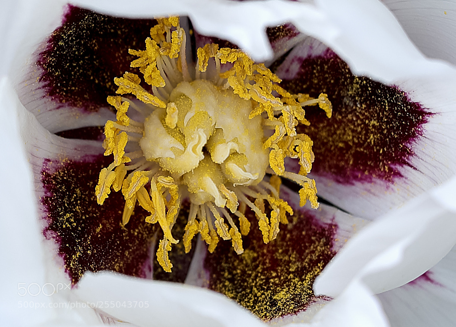 Canon EOS-1D X Mark II sample photo. 牡丹花 photography