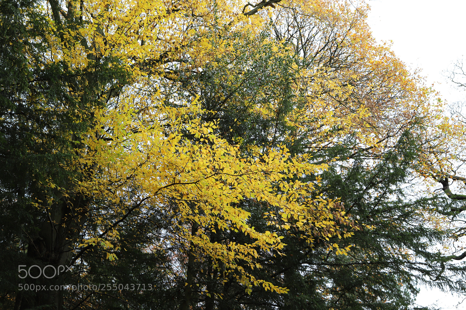 Canon EOS 6D Mark II sample photo. Chatsworth house, bakewell, derbyshire. photography