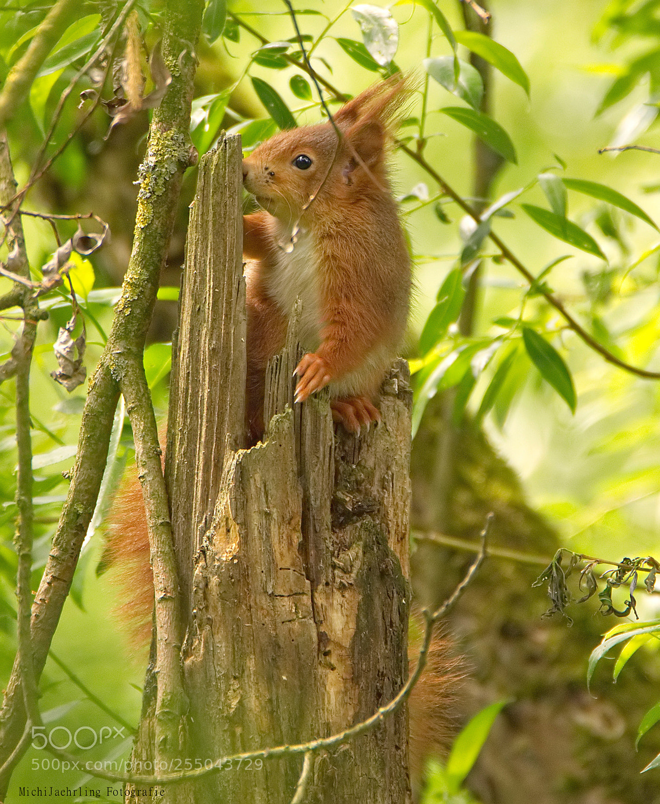 Nikon D7200 sample photo. Squirrel photography