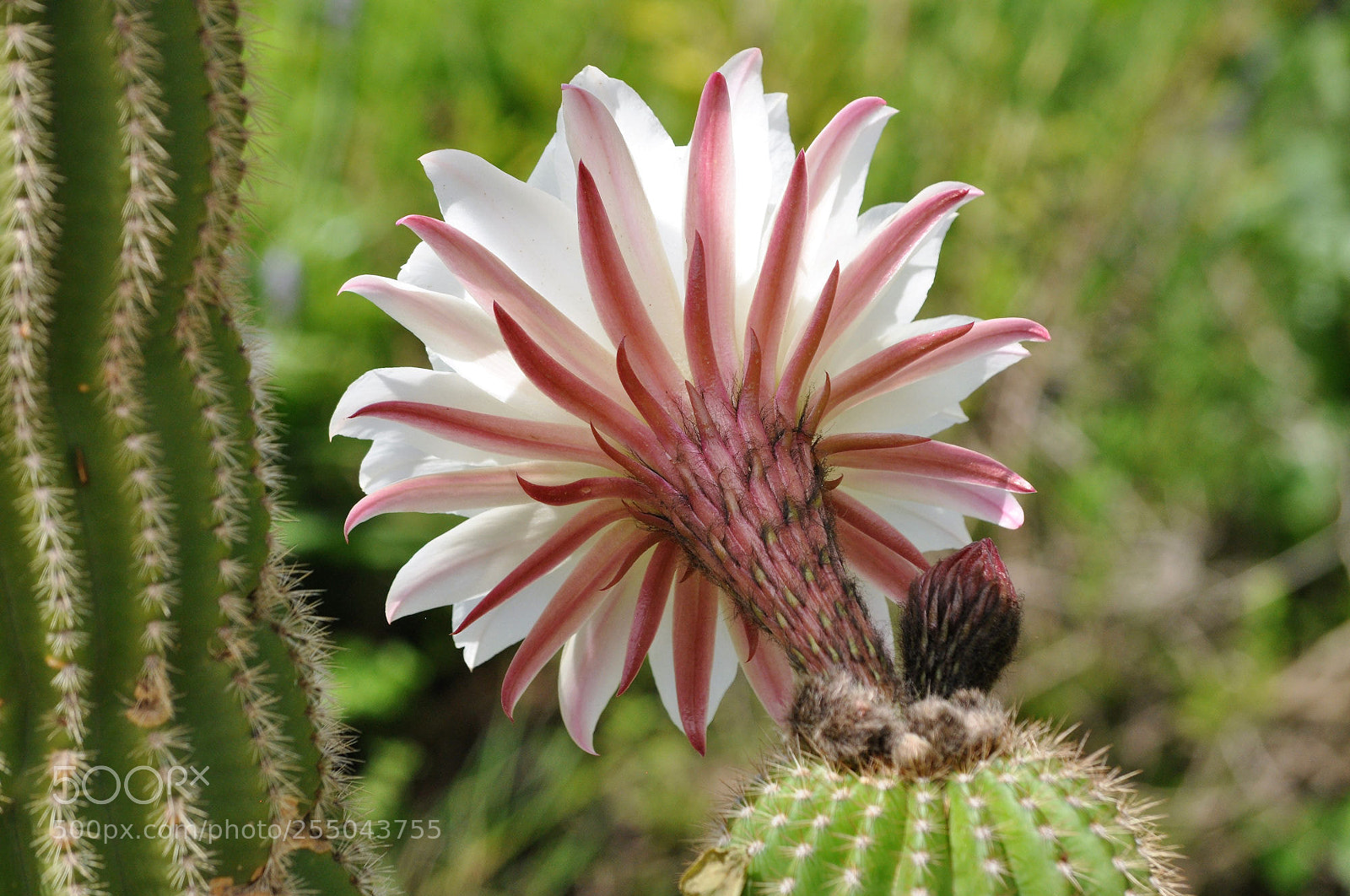 Nikon D90 sample photo. Cactus photography