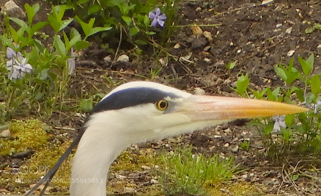 Nikon Coolpix B700 sample photo. Heron profile with flowers photography