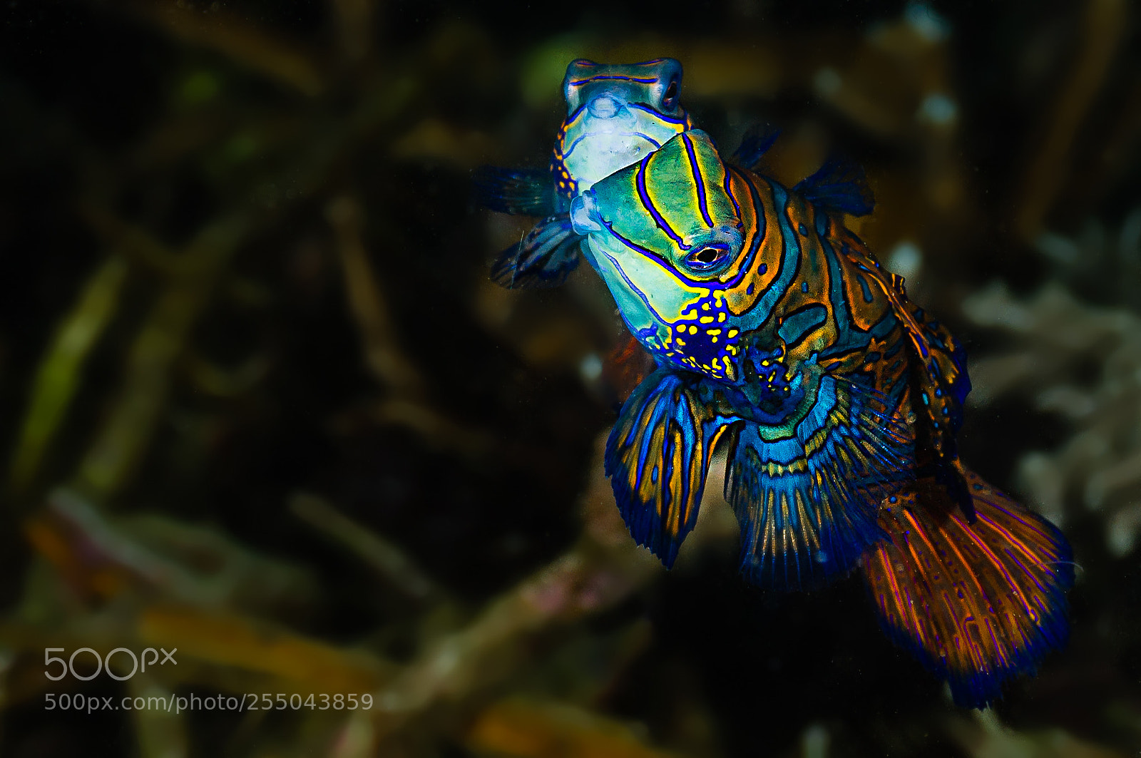 Canon EOS 7D sample photo. Spawning mandarinfish photography