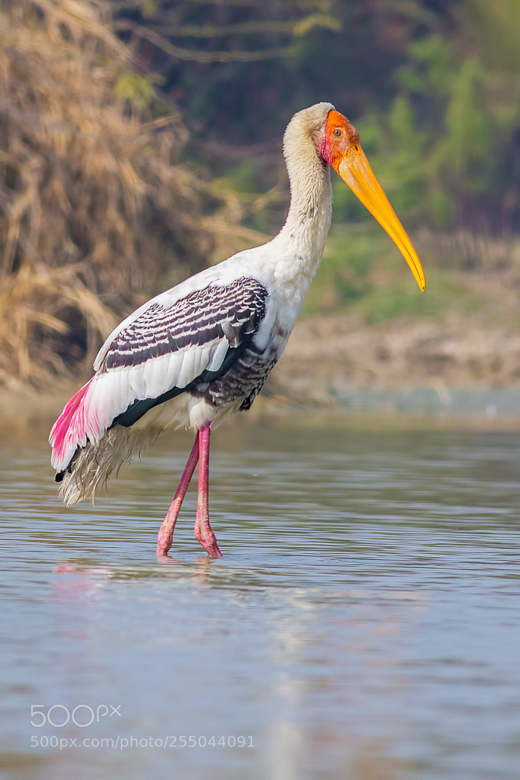 Canon EOS 7D Mark II sample photo. Painted stork photography