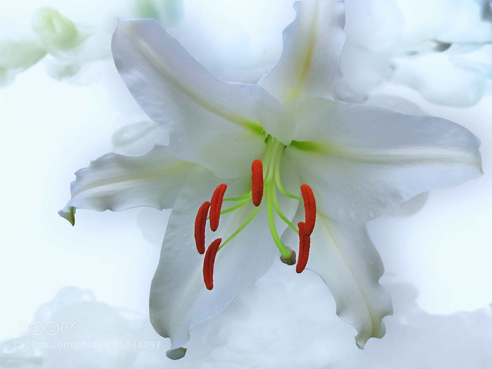 Canon PowerShot SX20 IS sample photo. White lilly on white photography