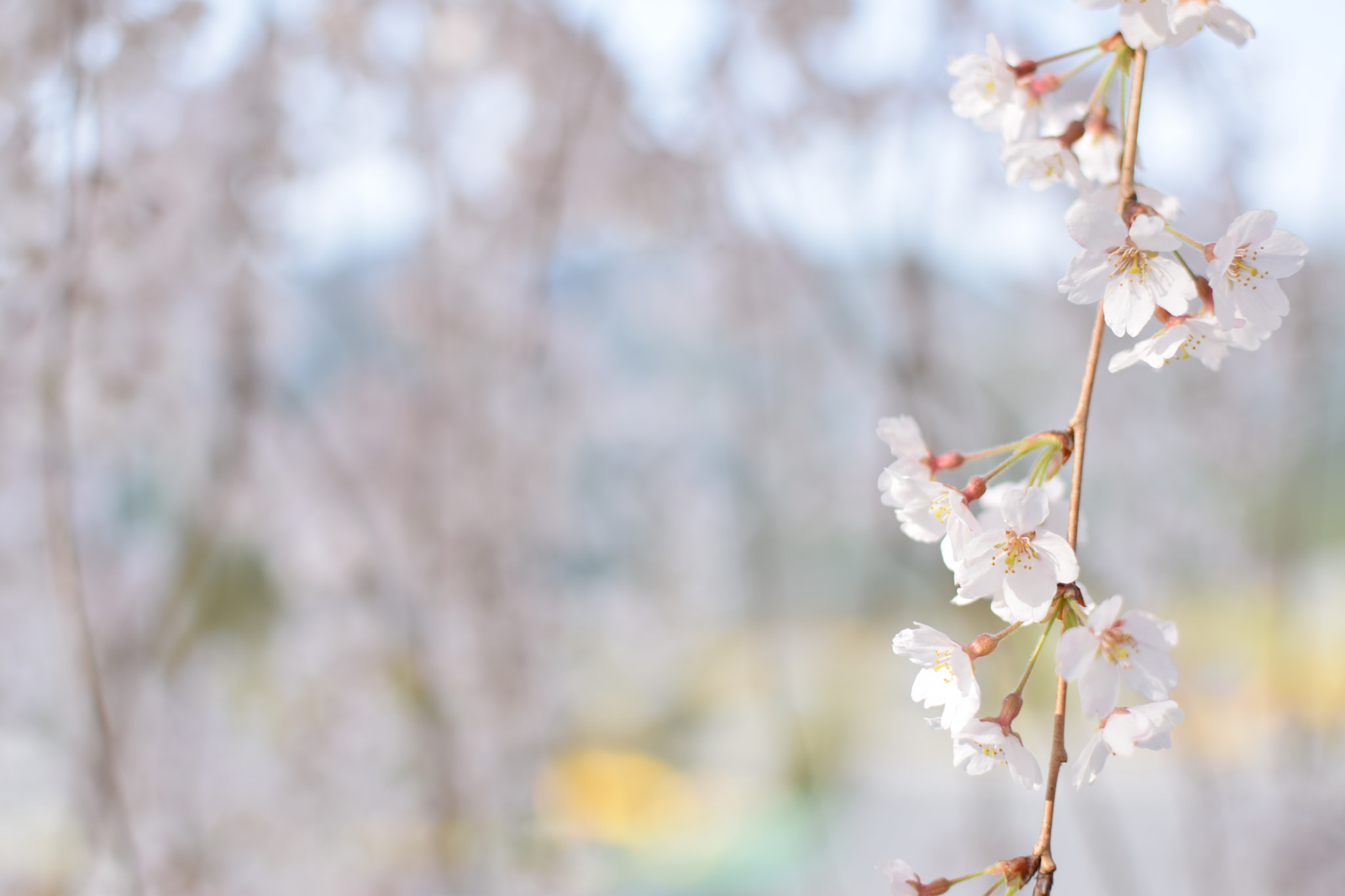 Nikon D5300 + Nikon AF-S DX Nikkor 35mm F1.8G sample photo. しだれ桜 photography