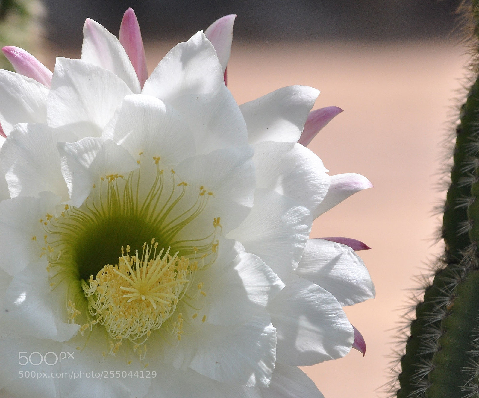 Nikon D90 sample photo. Cactus photography