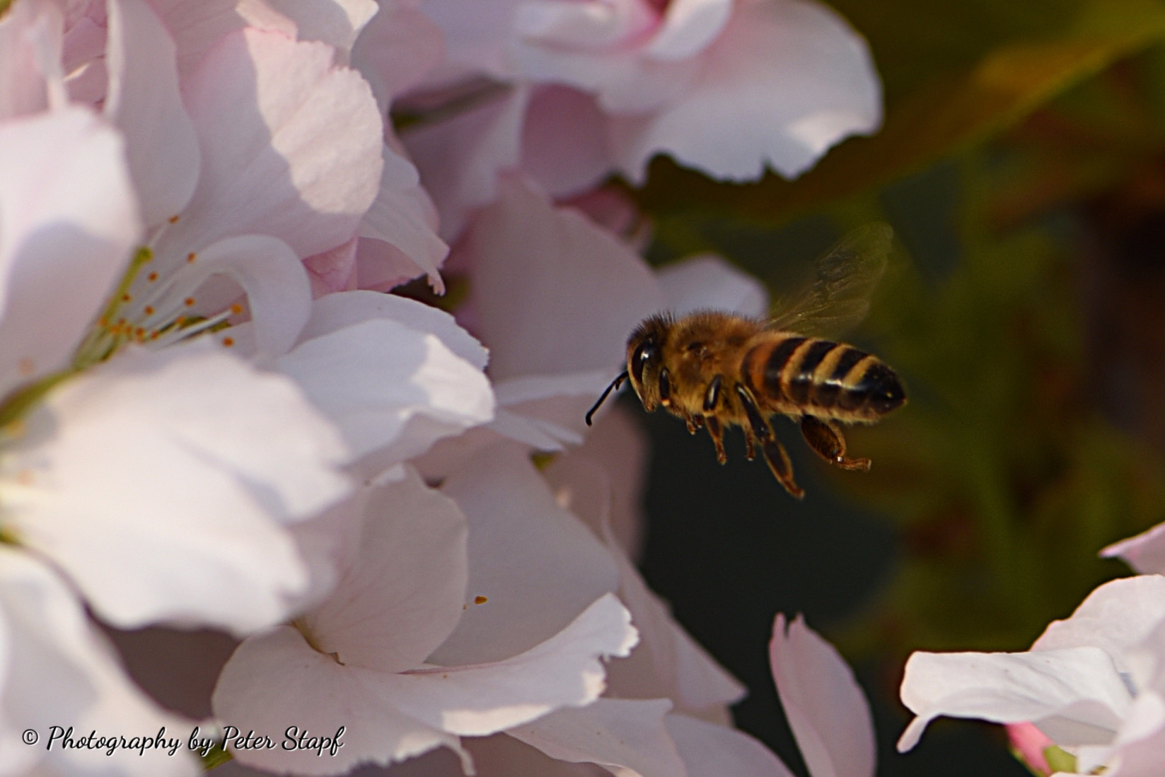 Nikon AF-S Micro-Nikkor 105mm F2.8G IF-ED VR sample photo. Landeanflug photography