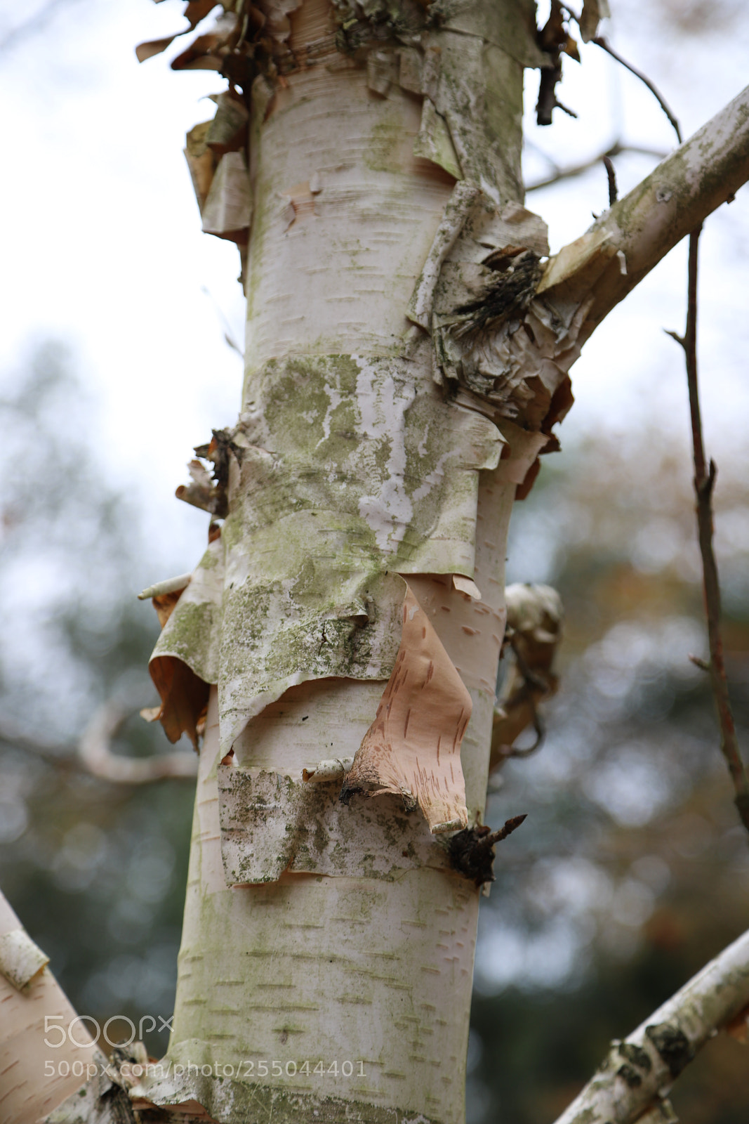 Canon EOS 6D Mark II sample photo. Chatsworth house, bakewell, derbyshire. photography