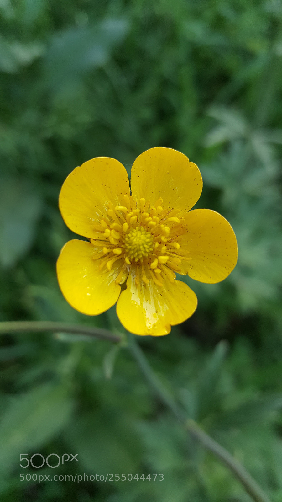 Samsung Galaxy Note5 sample photo. Flower photography