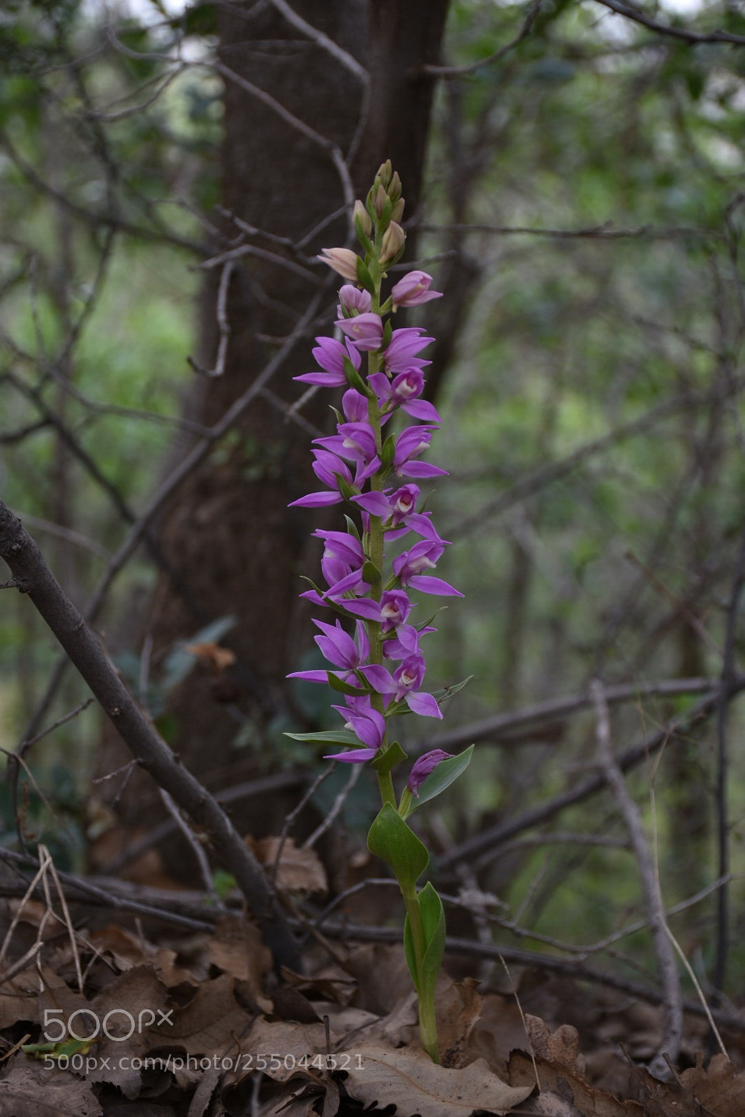 Nikon D7200 sample photo. The spring color  photography