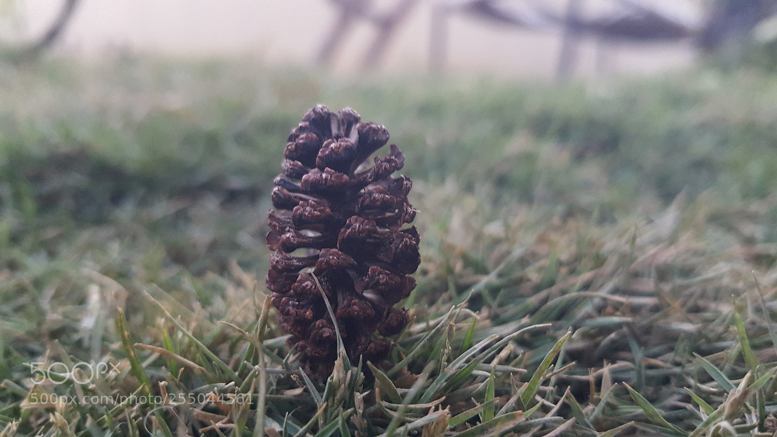 Samsung Galaxy Note5 sample photo. Cone photography