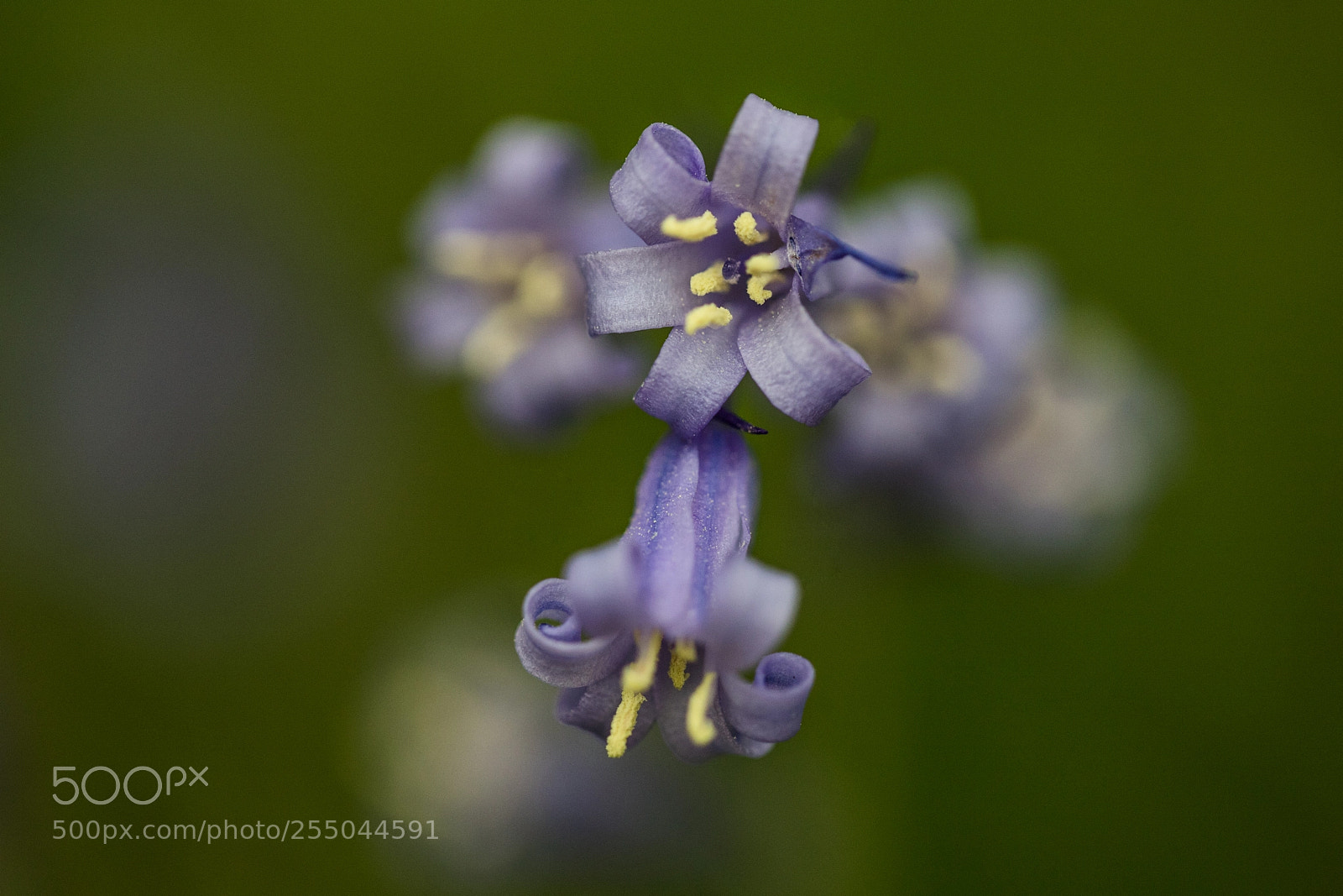 Canon EOS 6D Mark II sample photo. The wood hyacinth photography
