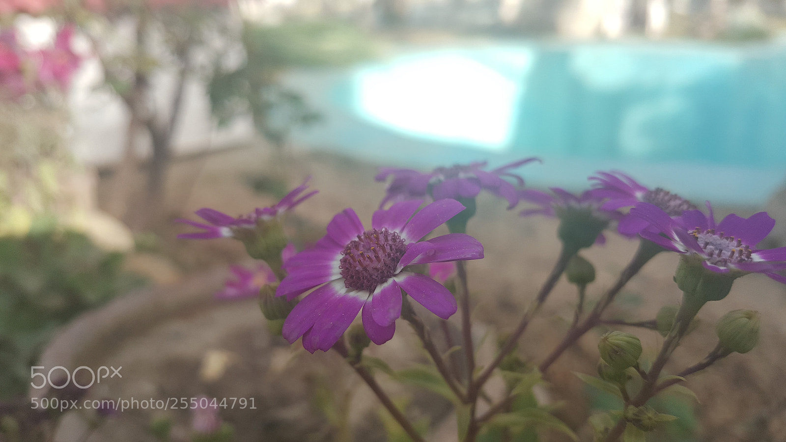 Samsung Galaxy Note5 sample photo. Flower photography
